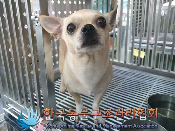 보호중 치와와의 가…